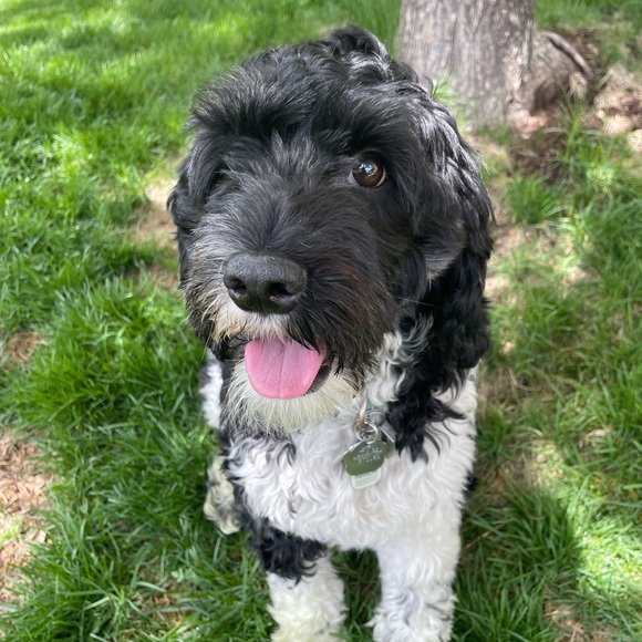 Meet your Posher, Marci - Picture 3 of 4